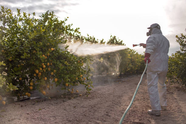 Best Pest Prevention Services  in Southwest Sandhill, TX