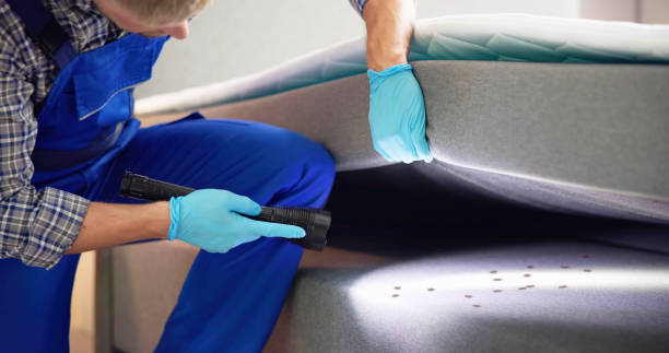 Best Ant Control Services  in Southwest Sandhill, TX