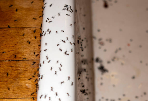 Best Pest Control for Restaurants  in Southwest Sandhill, TX