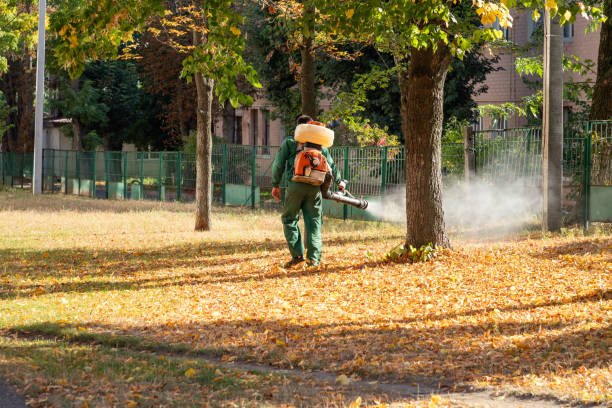 Best Local Pest Control Services  in Southwest Sandhill, TX