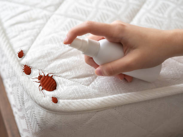 Best Ant Control Services  in Southwest Sandhill, TX