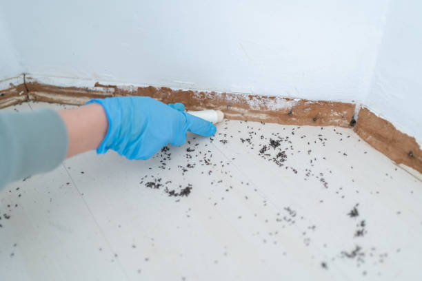 Best Flea Control Services  in Southwest Sandhill, TX